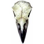 Alchemy Gothic Reliquary Raven Skull V66 | Angel Clothing