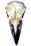 Alchemy Gothic Reliquary Raven Skull V66 | Angel Clothing