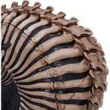 James Ryman Spine Head Skull | Angel Clothing