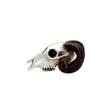 Alchemy Rams Skull Miniture | Angel Clothing